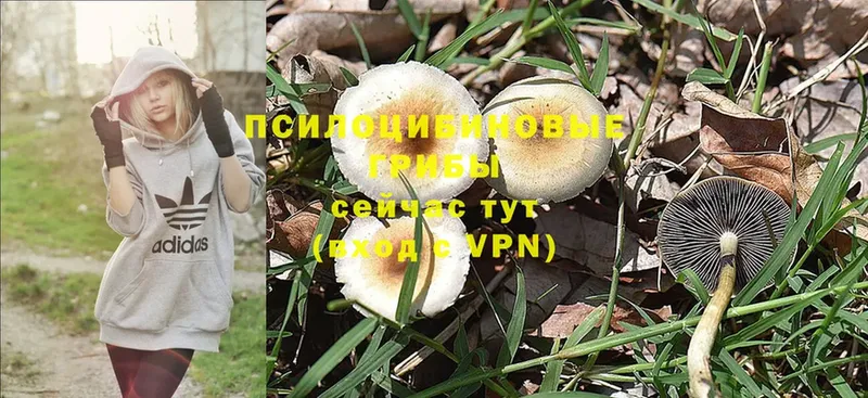 Псилоцибиновые грибы Psilocybe  Заринск 